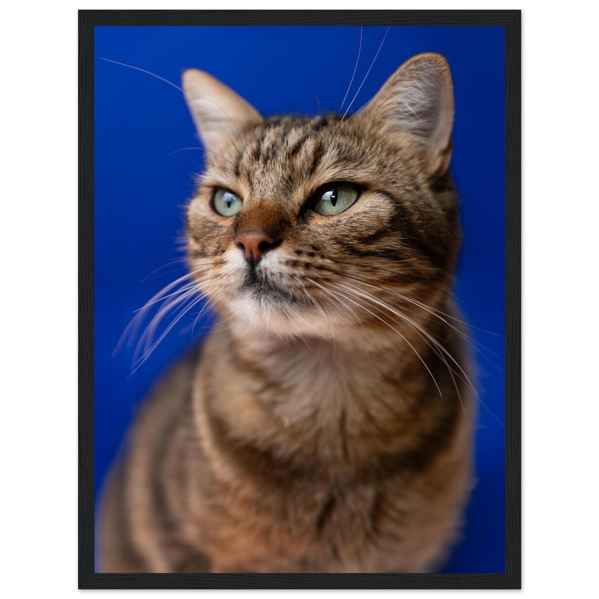 6f7e346a-d7f1-408d-8315-59de684d4540