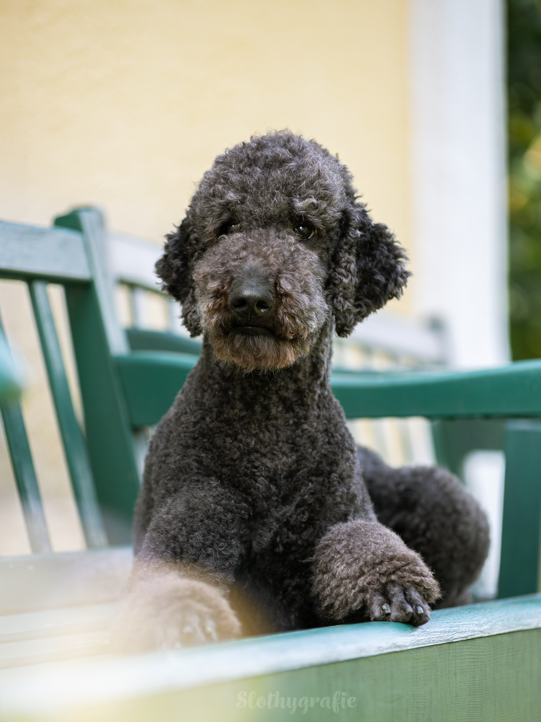 Baldrian fotografiert in Attenhofen - Hundeshooting