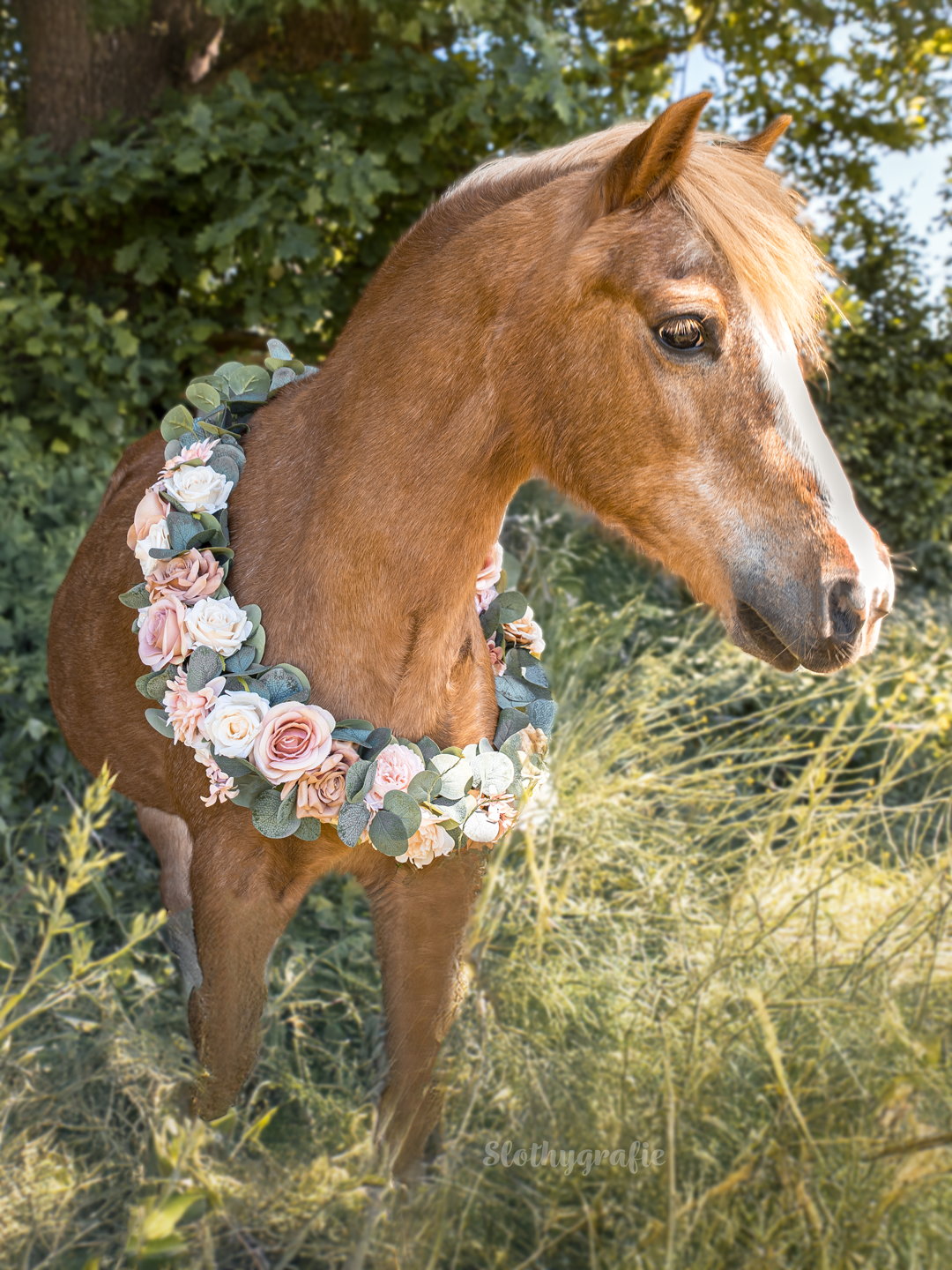 Pferde Shooting mit Cindy in Aresing