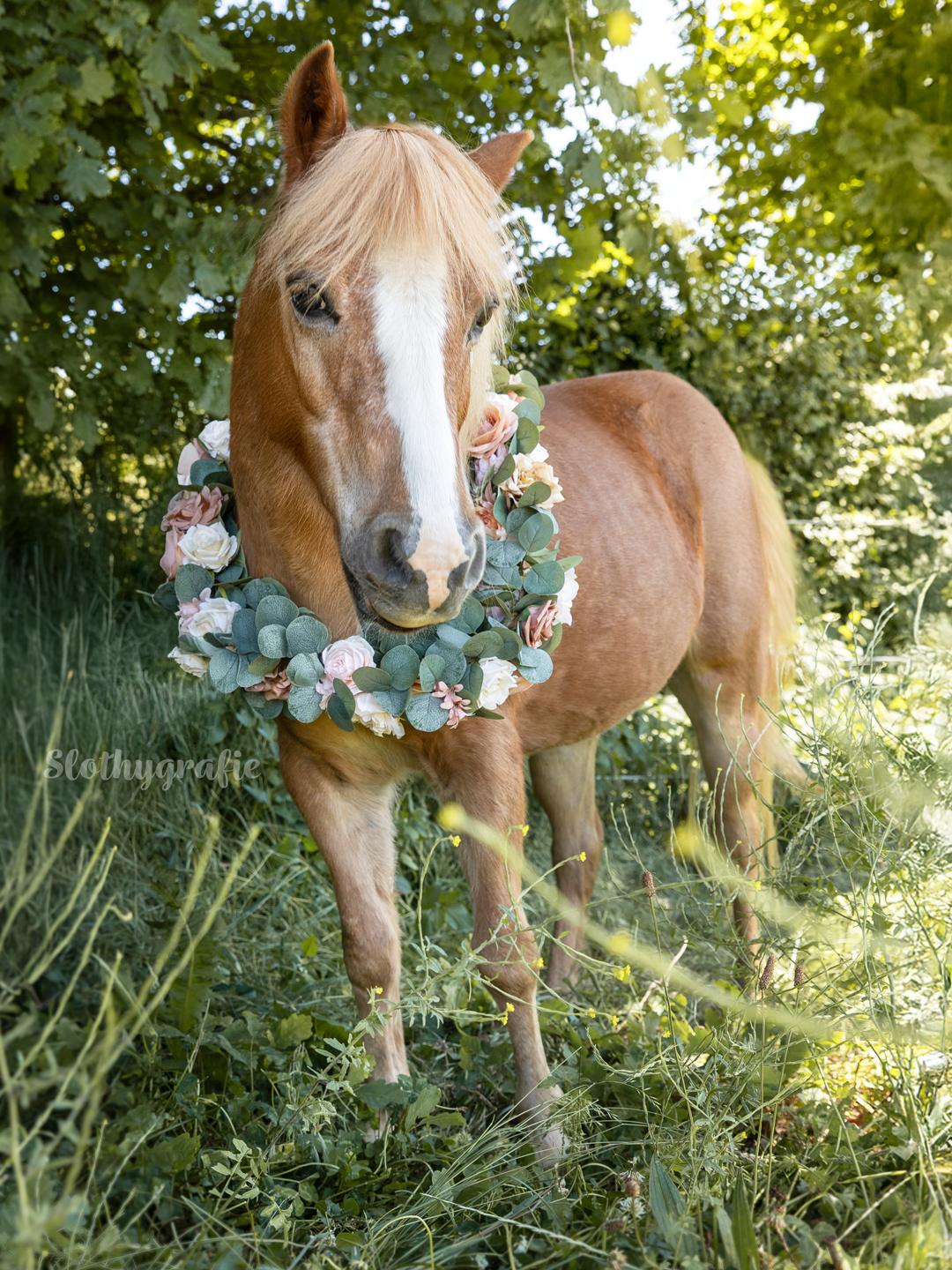 Pferde Shooting mit Cindy in Aresing