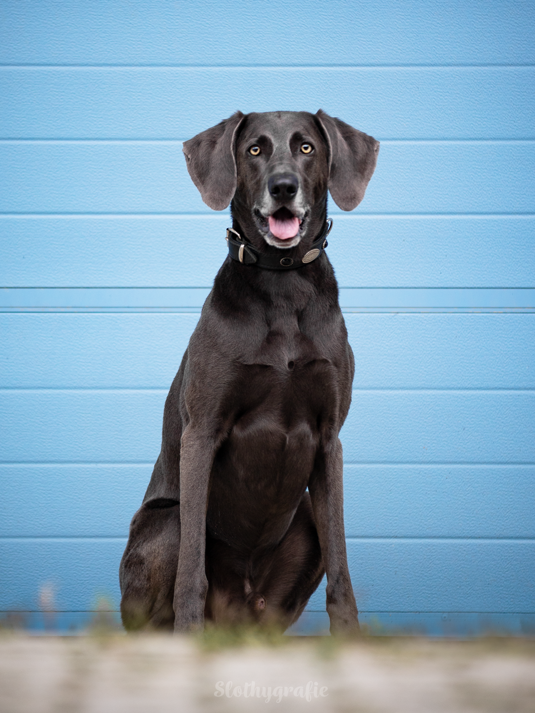Cosmas beim Hopfen Foto Hundeshooting in Attenhofen