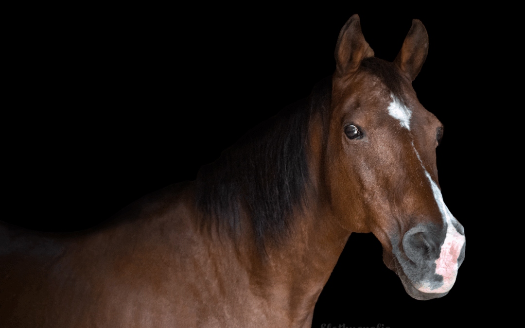 Pferdefotografie in Aresing – Pferdeshooting in Bayern