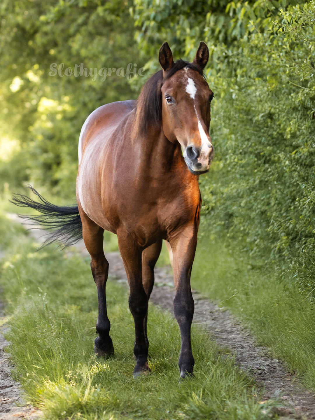 Fritzi Pferdeshooting in Aresing