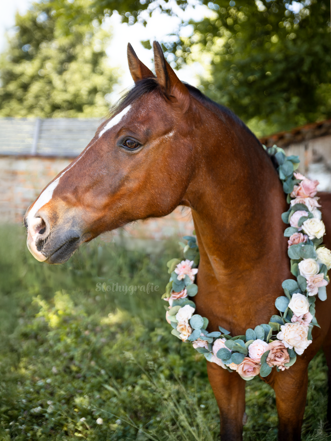 Fritzi Pferdeshooting in Aresing