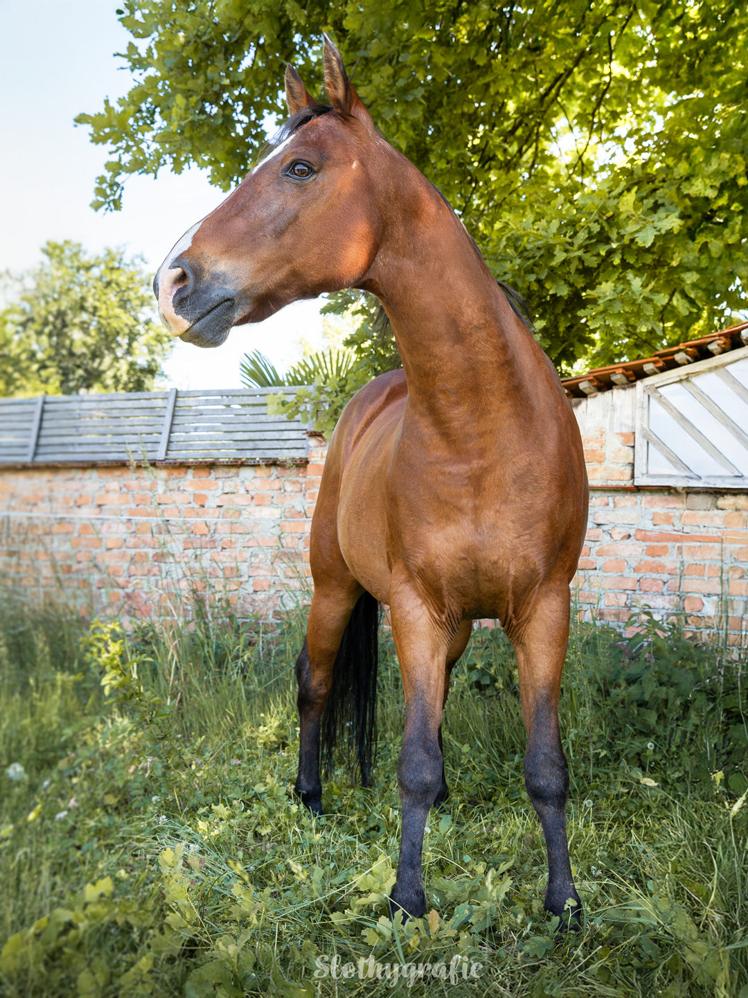 Fritzi Pferdeshooting in Aresing