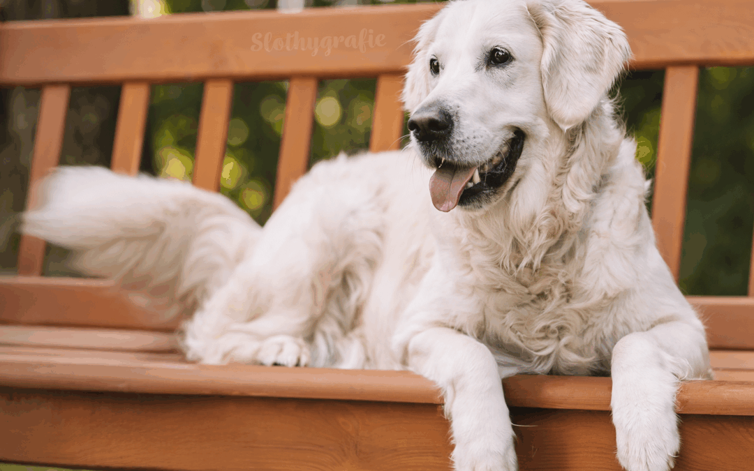 Fotowalk im Hopfenfeld – Ein ganz besonderer Morgen für Hundefotografie