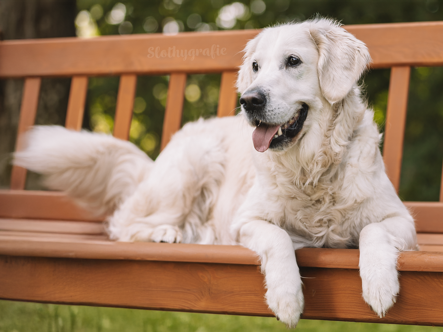 Grace fotograforafiert in Attenhofen - Hundeshooting