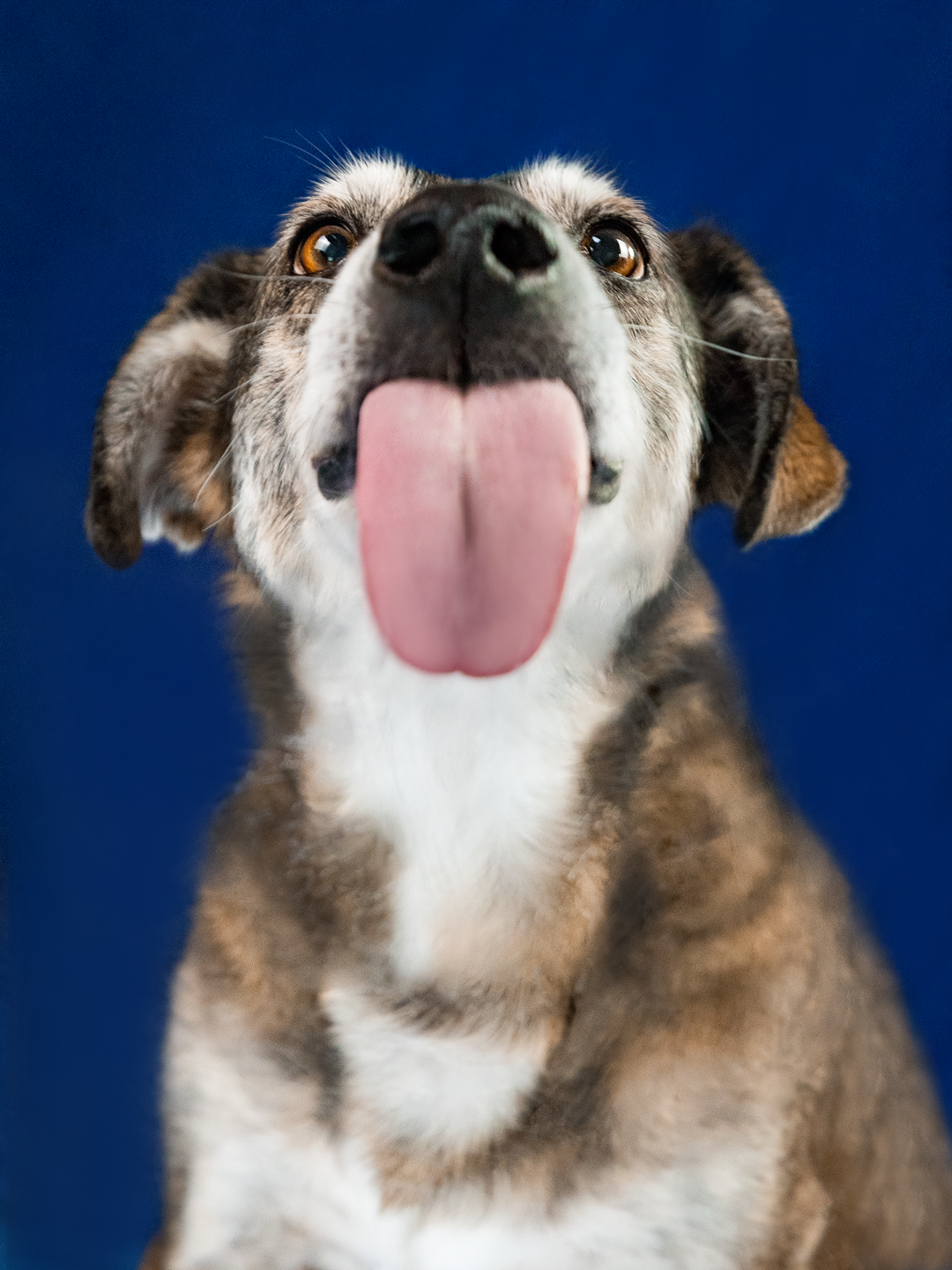 Hunde Studioshooting in Amerdingen mit Jack von den Riesertatzen Hunde Studioshooting in Amerdingen mit Jack von den Riesertatzen