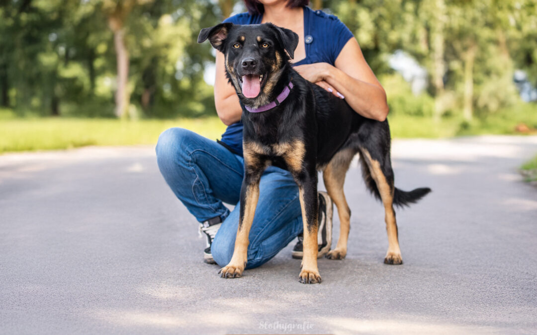 Ehrenamt im August: Shooting für Fotos für Pfoten – Mia sucht in Langenau ihr Zuhause