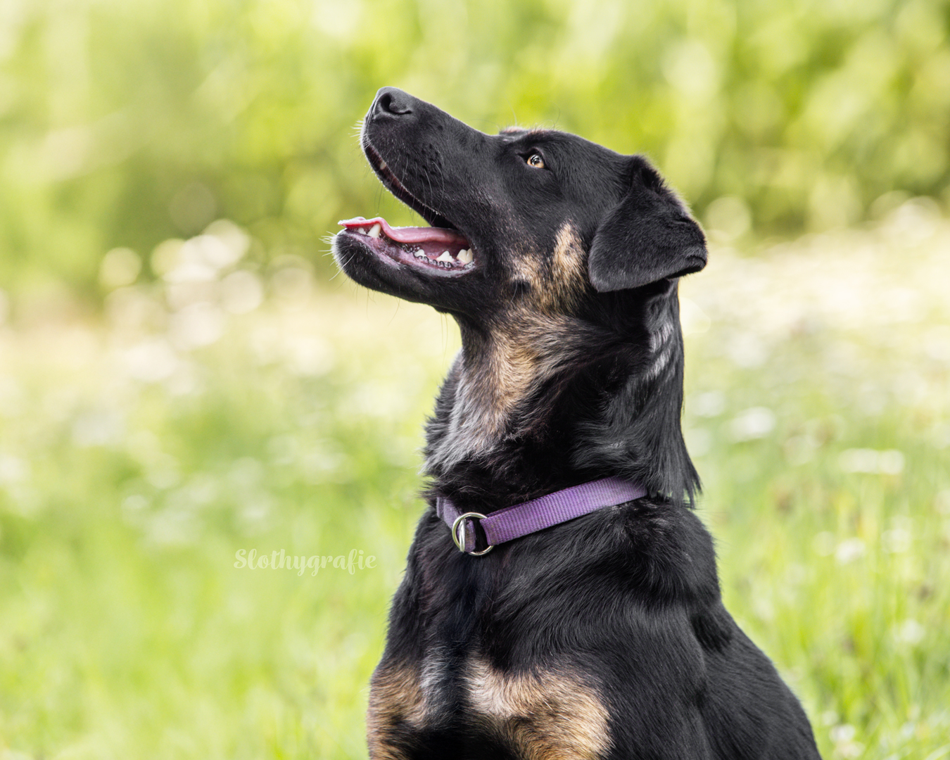 Ehrenamtliches Fotoshooting mit Mia in Langenau Ehrenamtliches Fotoshooting mit Mia in Langenau