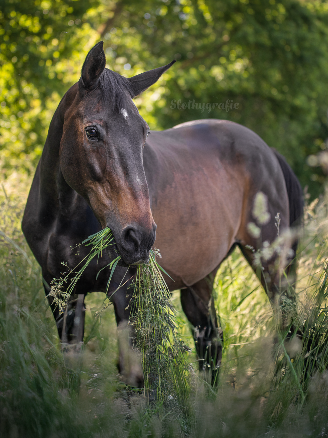 Pferdeshooting mit Shaky in Aresing