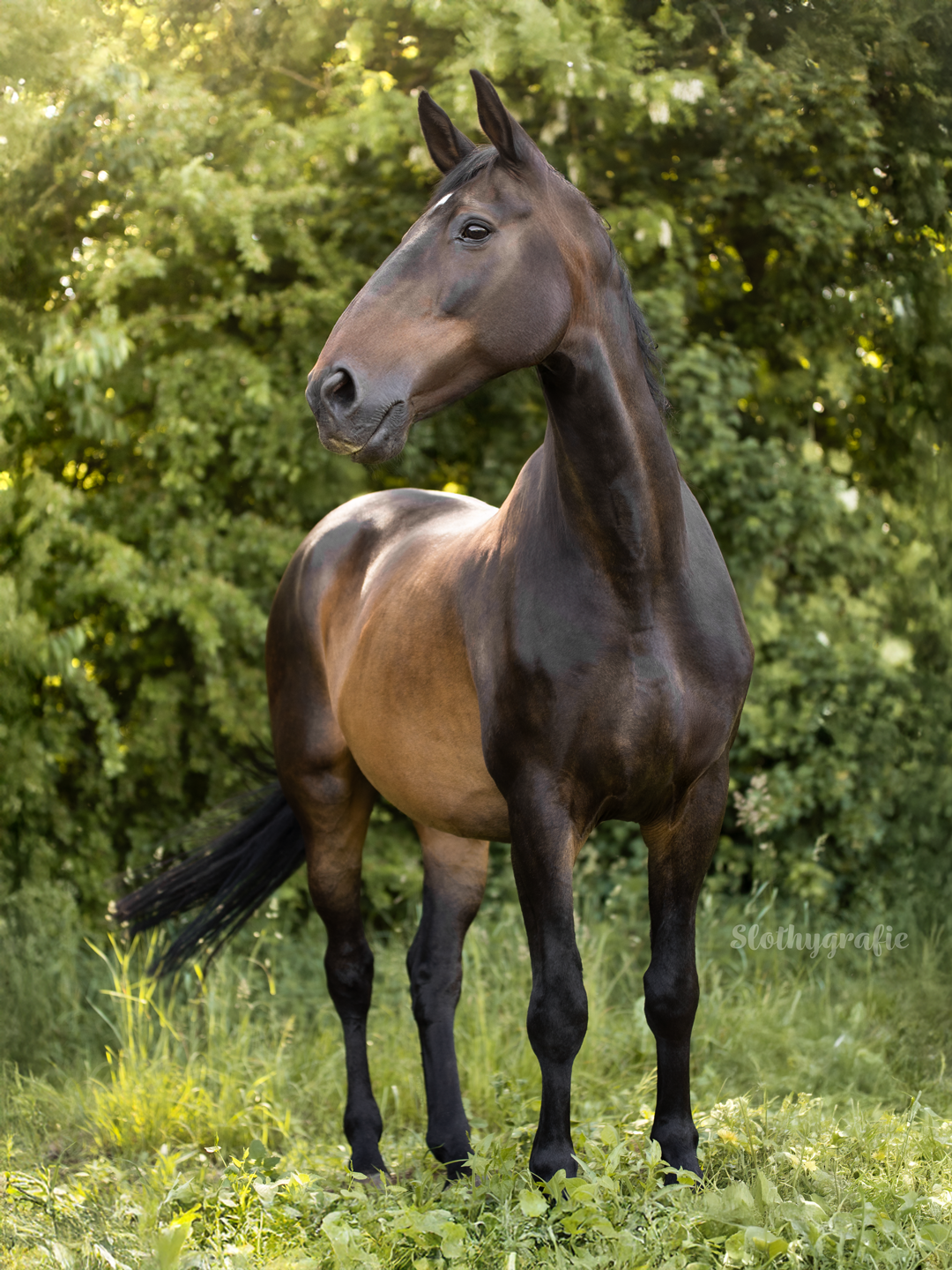 Shaky beim Pferdeshooting in Aresing