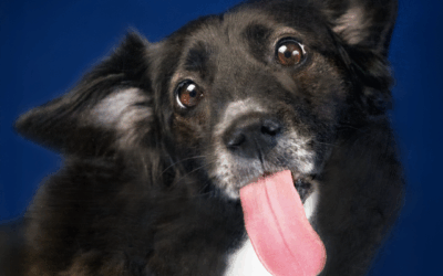 Hunde Studioshooting in Amerdingen mit Jack & Talina von den Riesertatzen