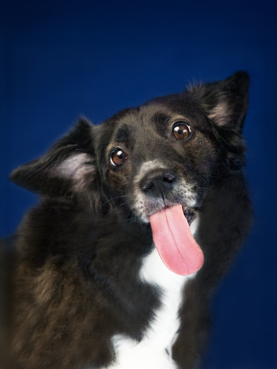 Hunde Studioshooting in Amerdingen mit Talina von den Riesertatzen Hunde Studioshooting in Amerdingen mit Talina von den Riesertatzen