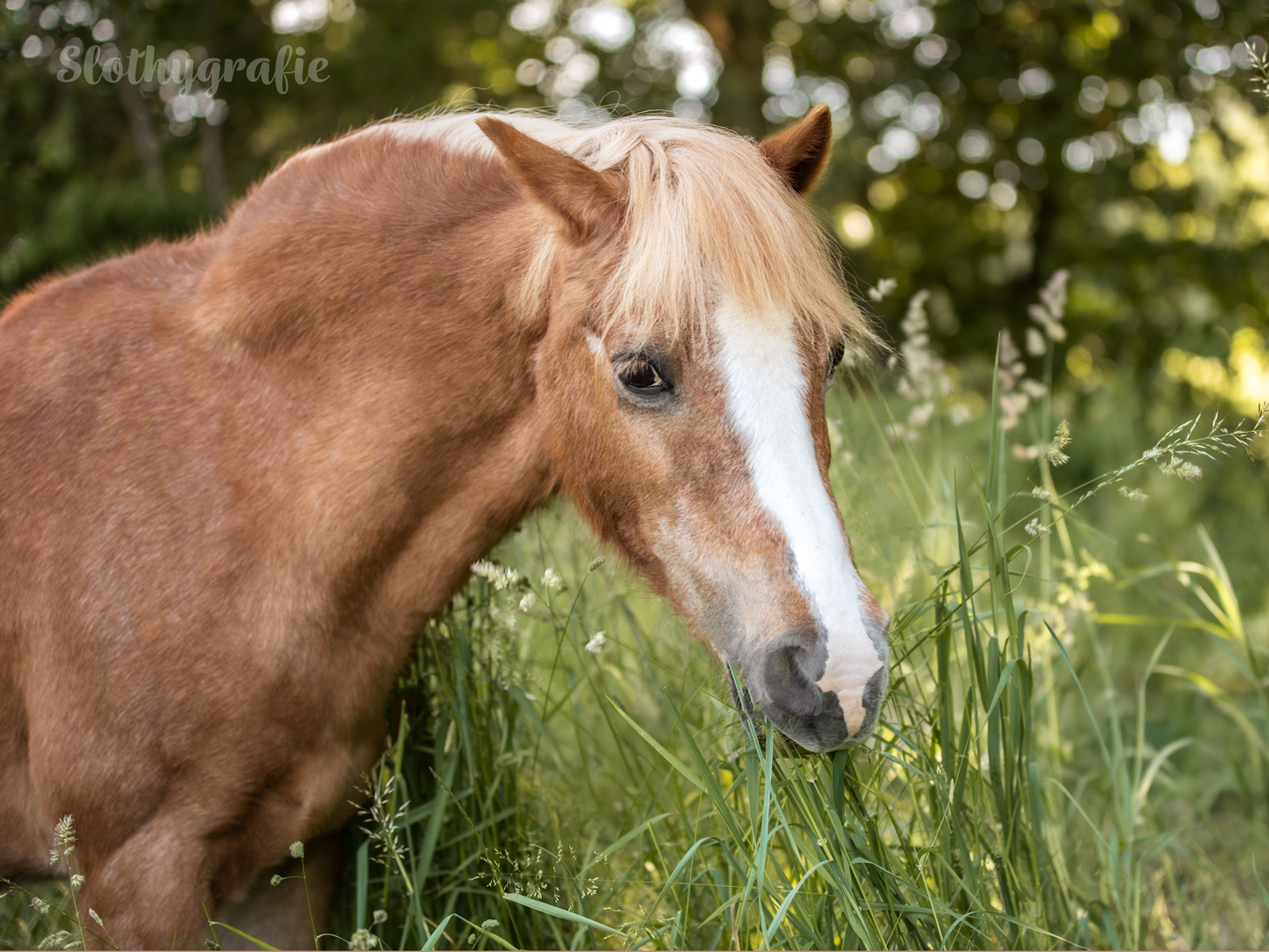 Pferde Shooting mit Cindy in Aresing