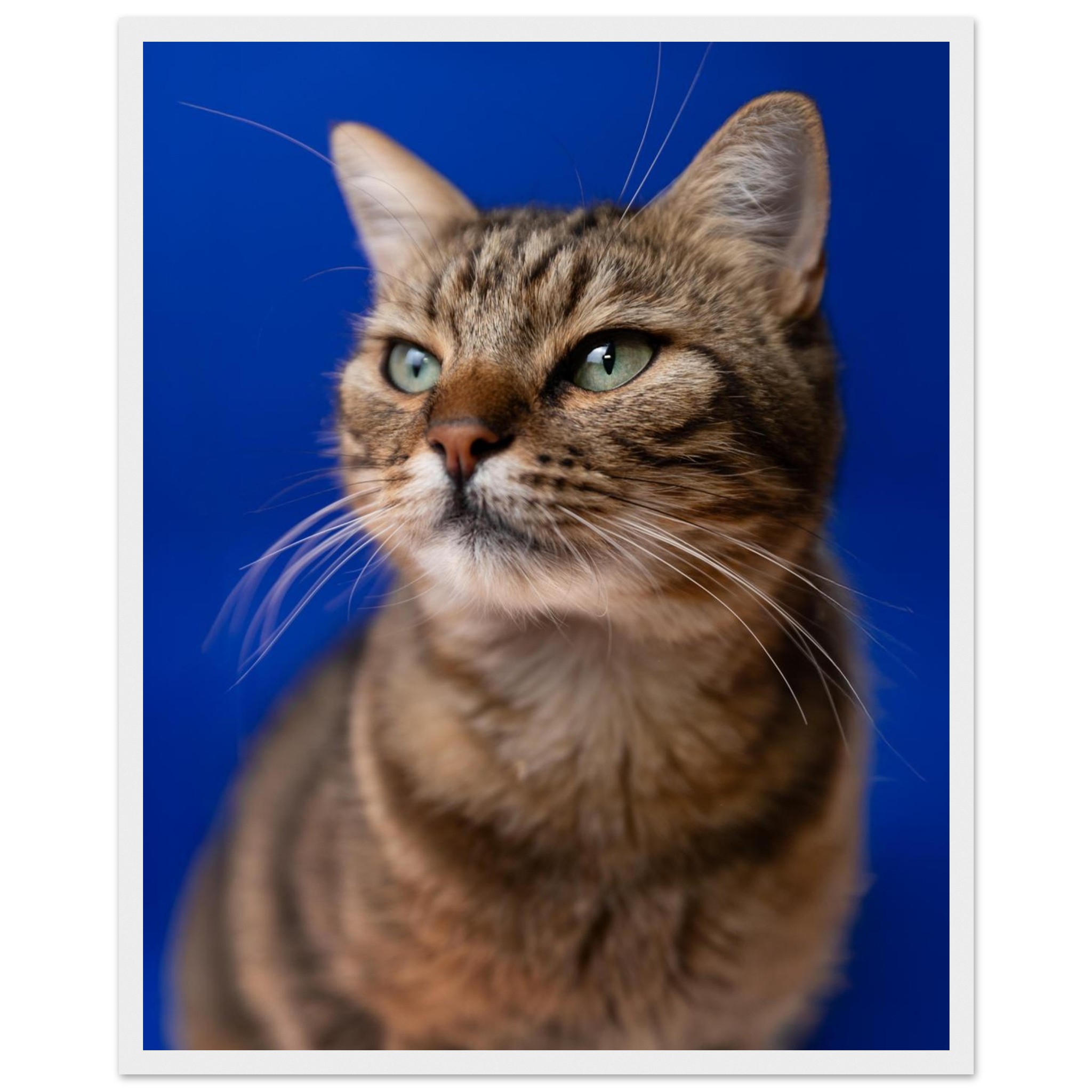 e8ffc982-3801-413b-9706-7a21a9f1fe82