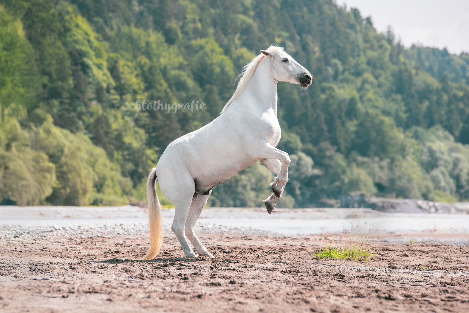 Pferdeshooting in Pinswang mit Bailey