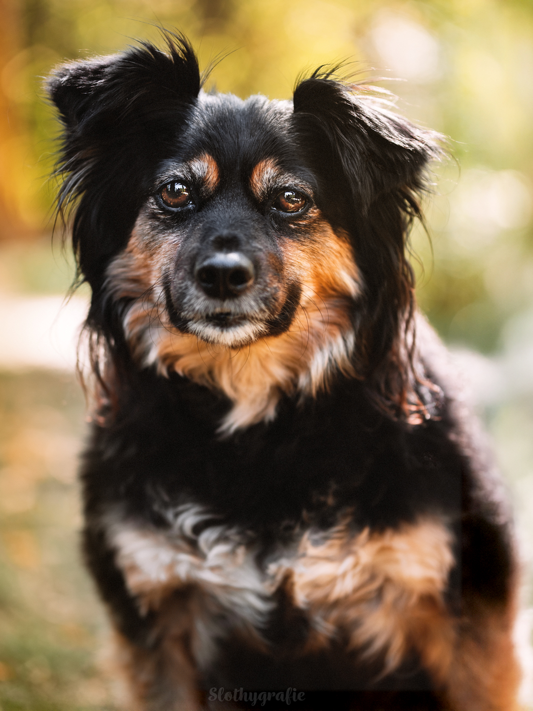 Hundeshooting mit Elma im Ostalbkreis zwischen Ellwangen und Aalen