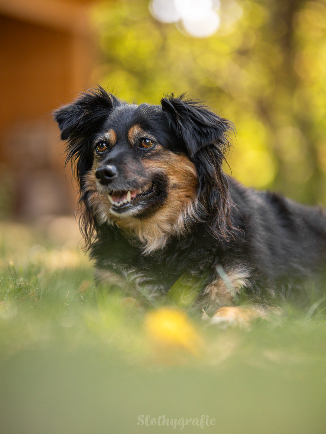 Hundeshooting mit Elma im Ostalbkreis zwischen Ellwangen und Aalen