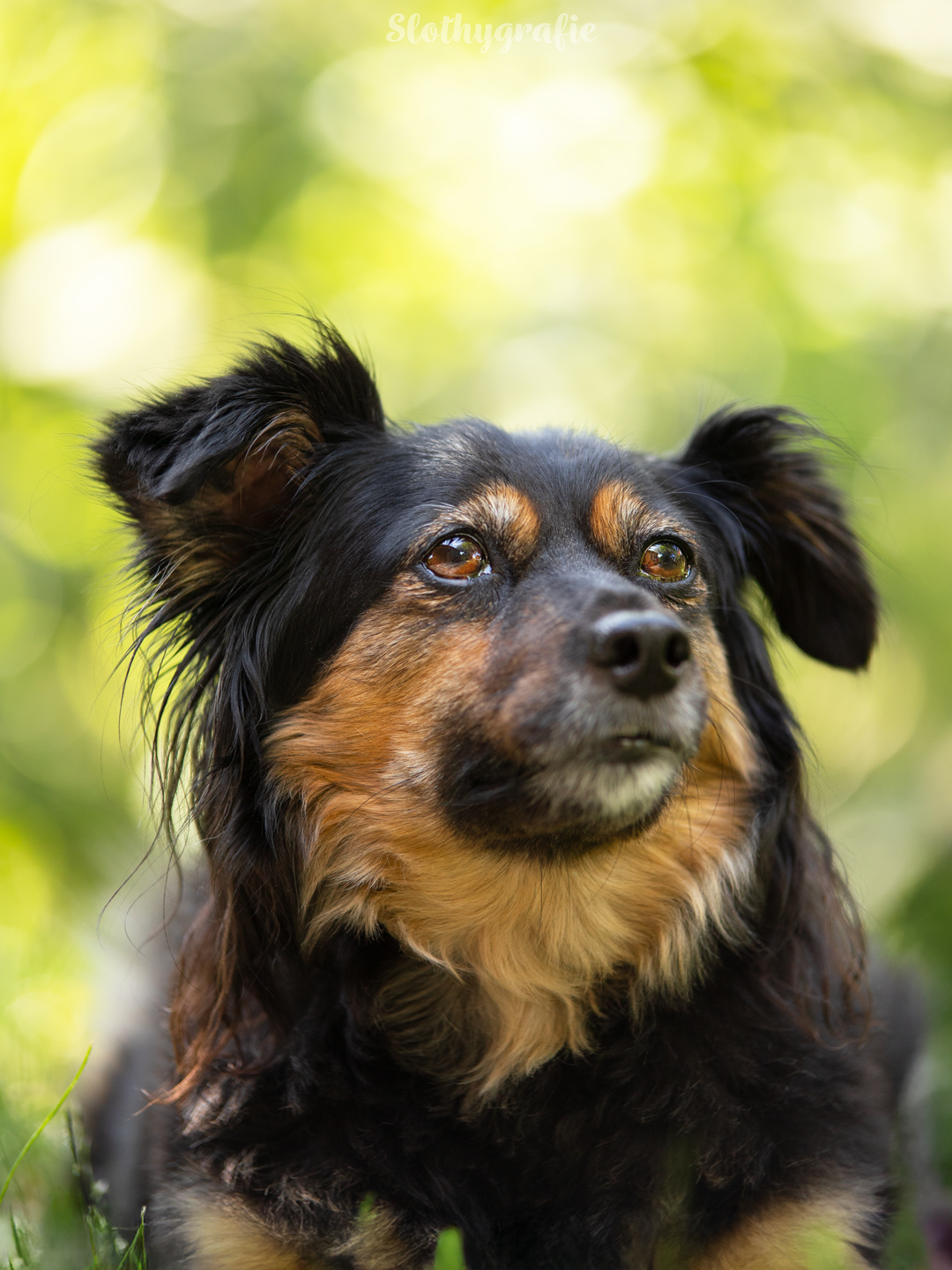 Hundeshooting mit Elma im Ostalbkreis zwischen Ellwangen und Aalen
