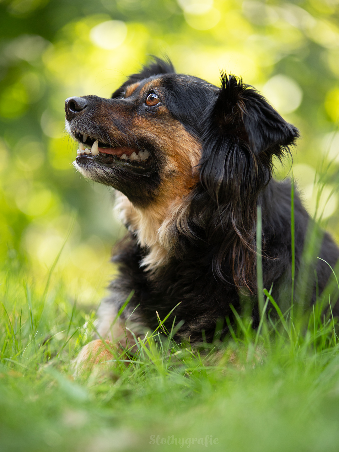 Hundeshooting mit Elma im Ostalbkreis zwischen Ellwangen und Aalen