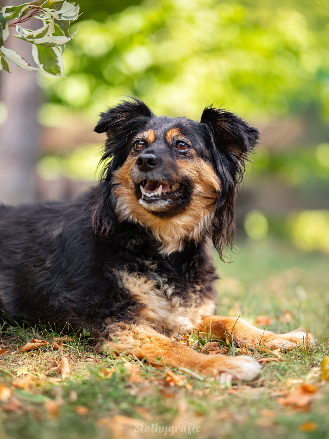 Hundeshooting mit Elma im Ostalbkreis zwischen Ellwangen und Aalen