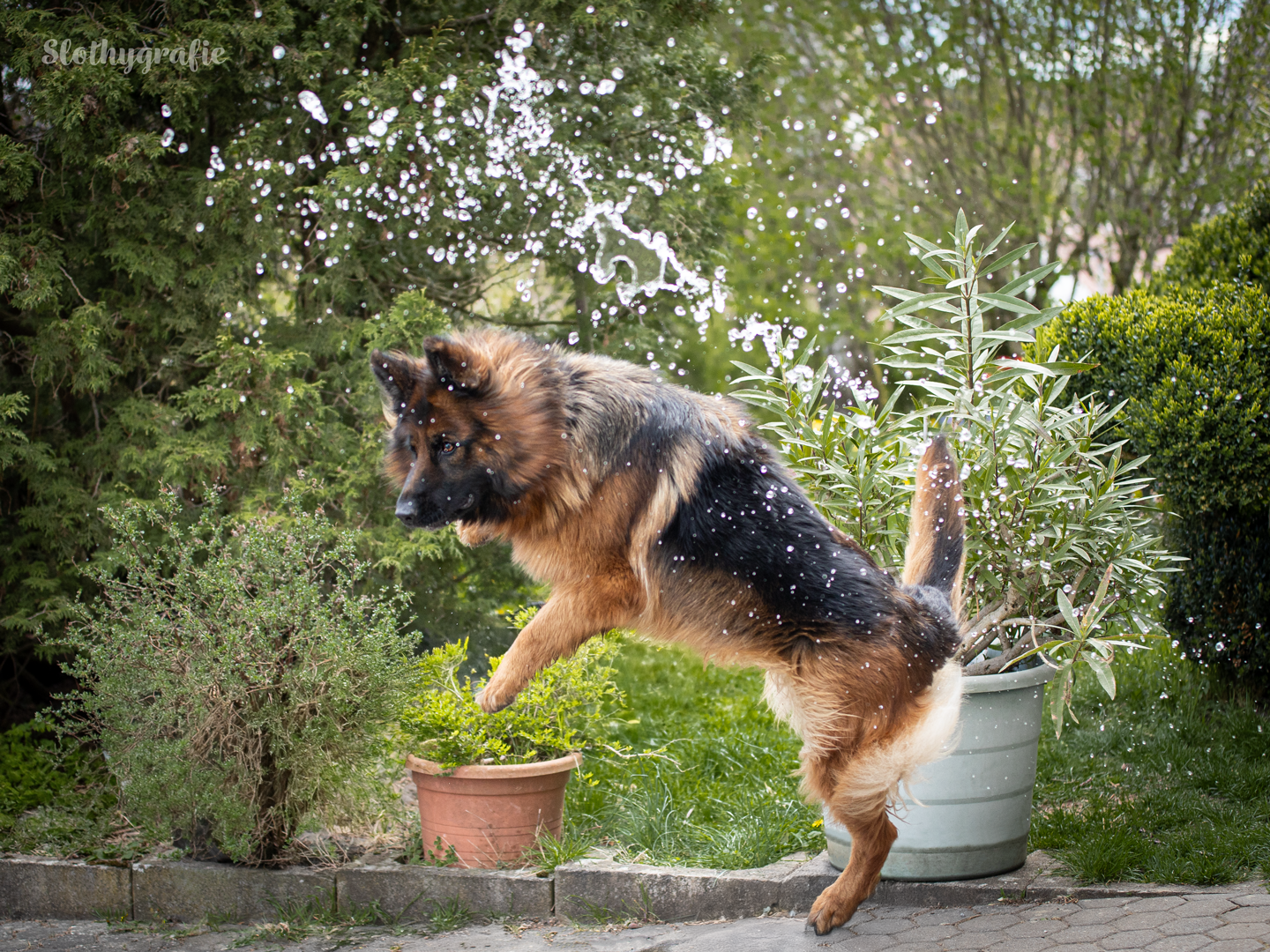 Hunde Fotoshooting in Amerdingen mit Fenya