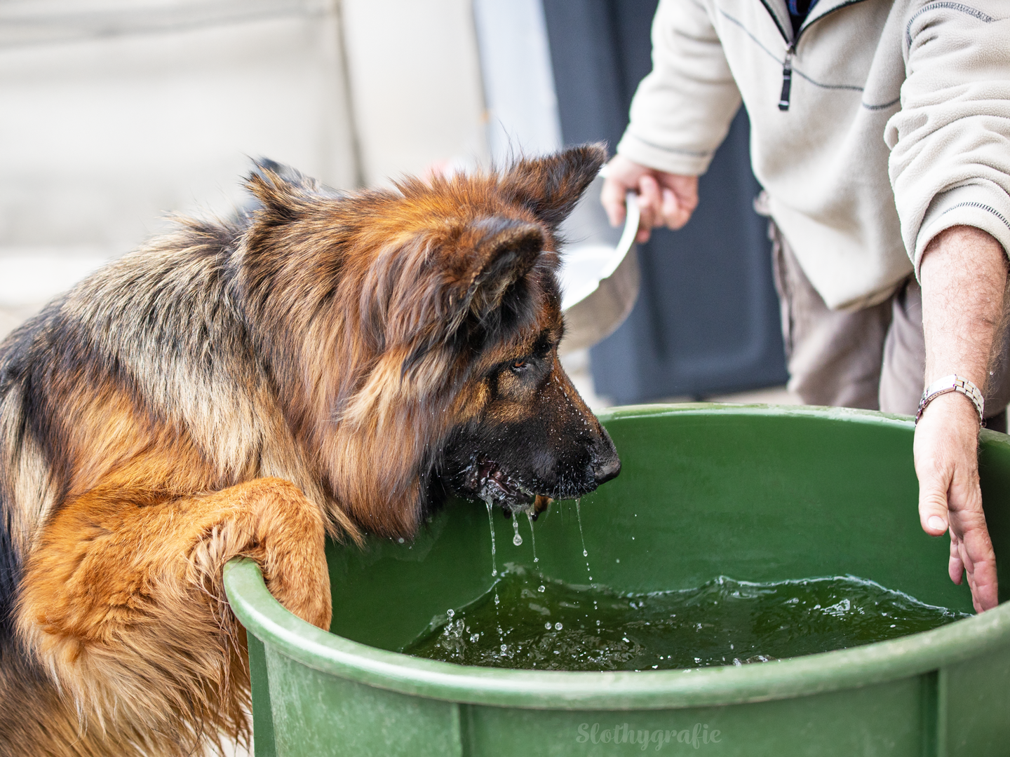 Hunde Fotoshooting in Amerdingen mit Fenya