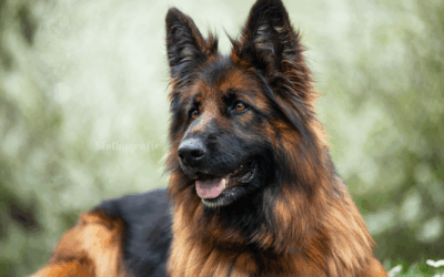 Hundeshooting in Amerdingen – Fenya