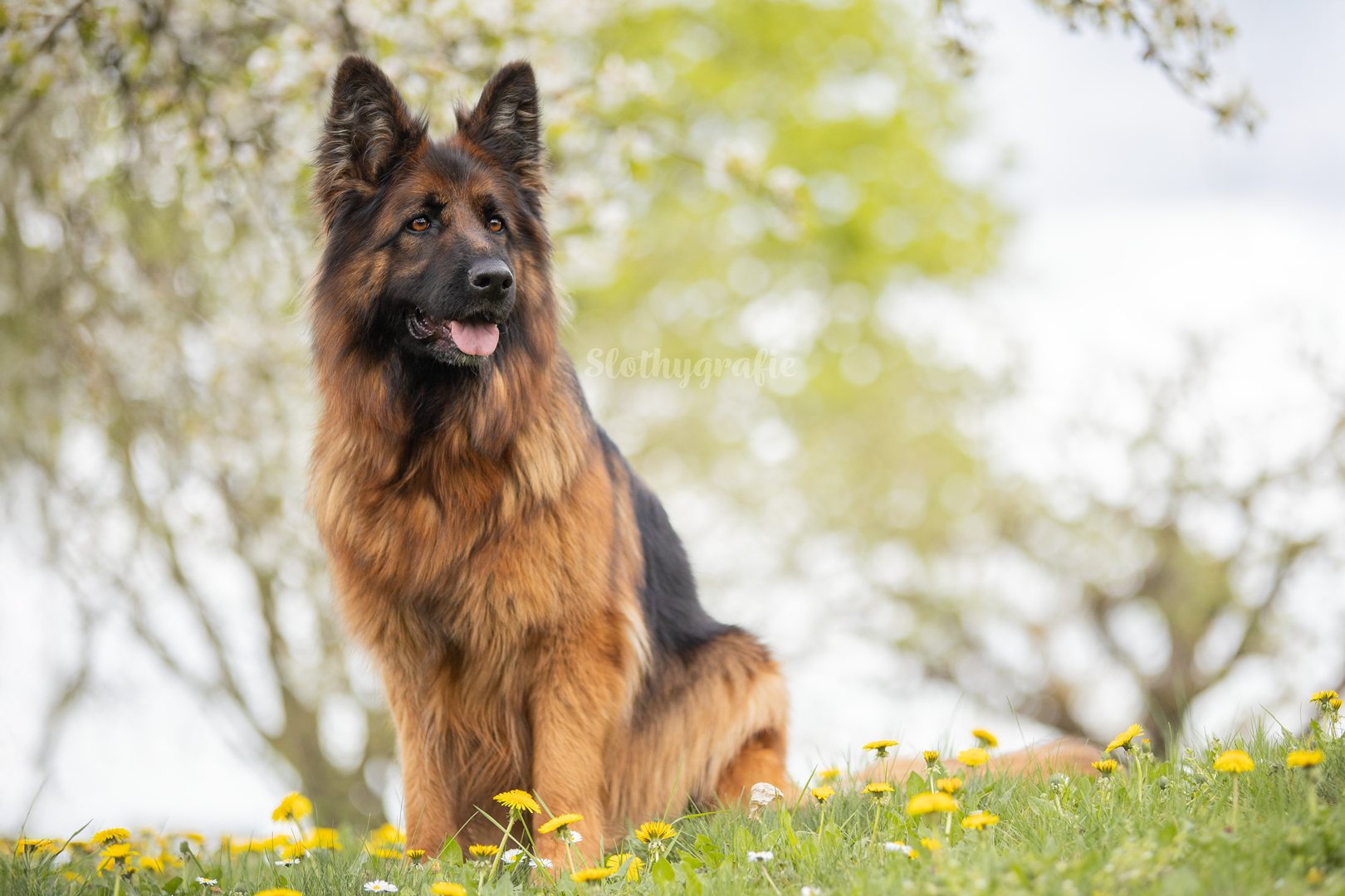 Hunde Fotoshooting in Amerdingen mit Fenya