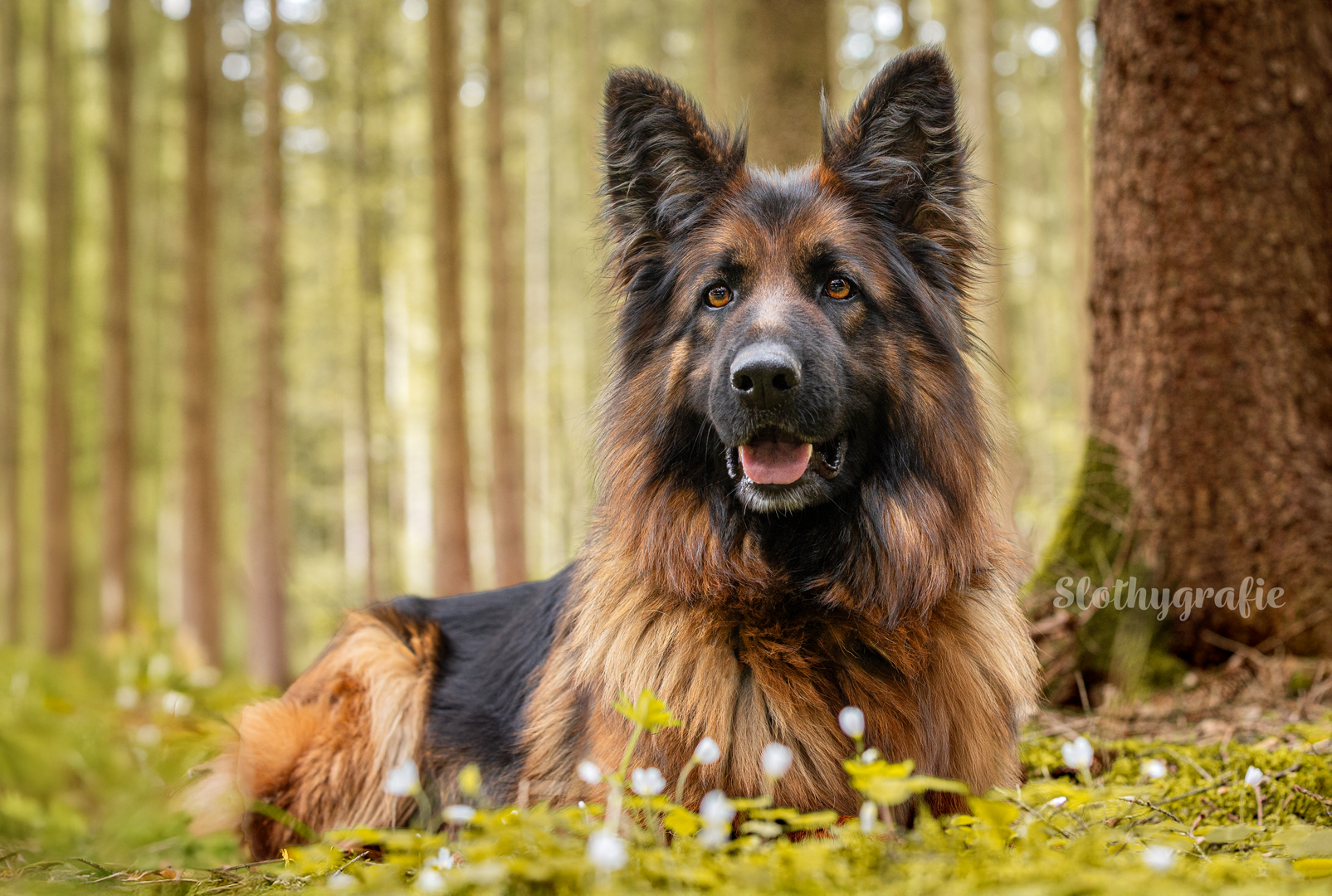 Hunde Fotoshooting in Amerdingen mit Fenya