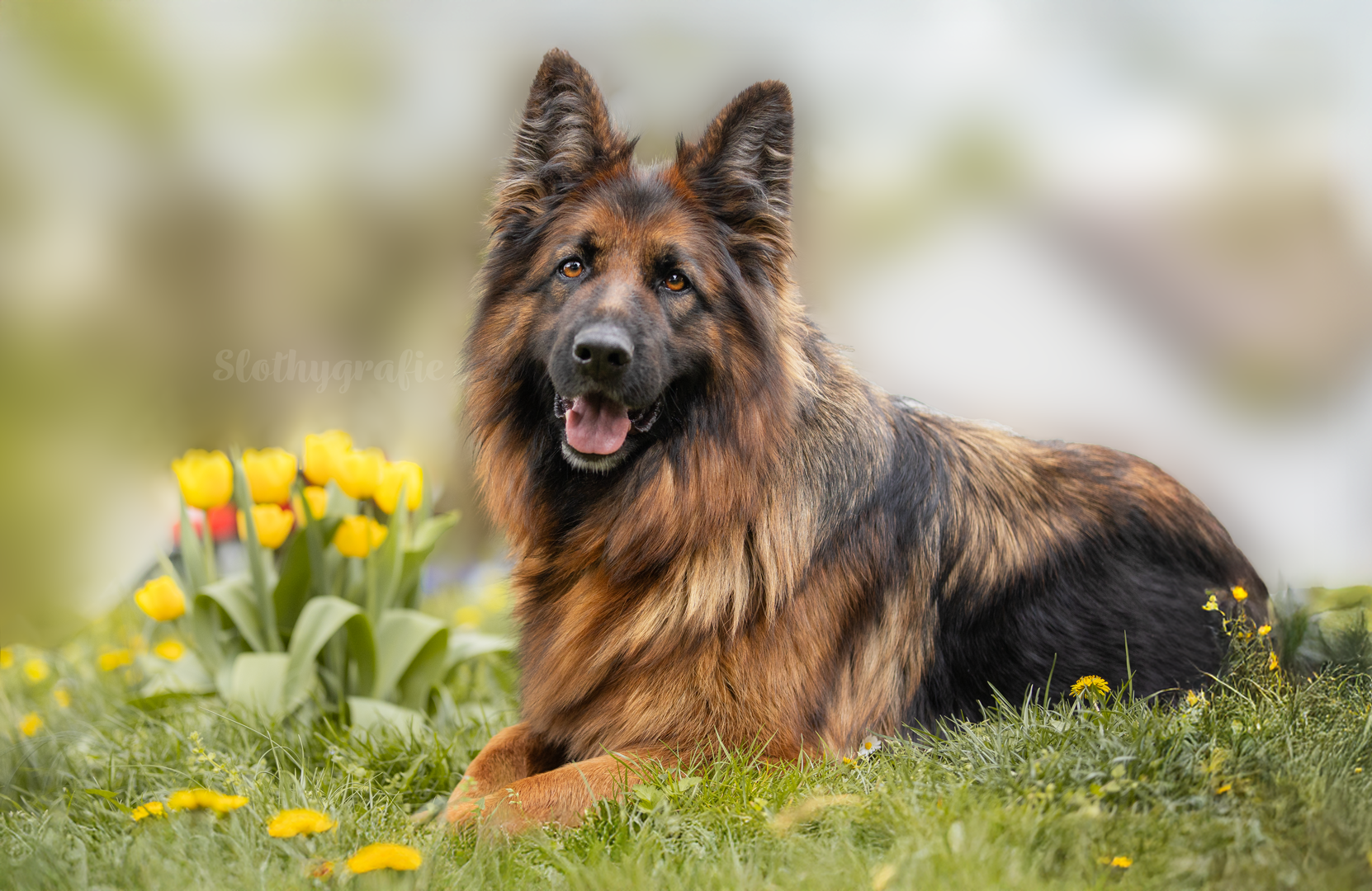 Hunde Fotoshooting in Amerdingen mit Fenya