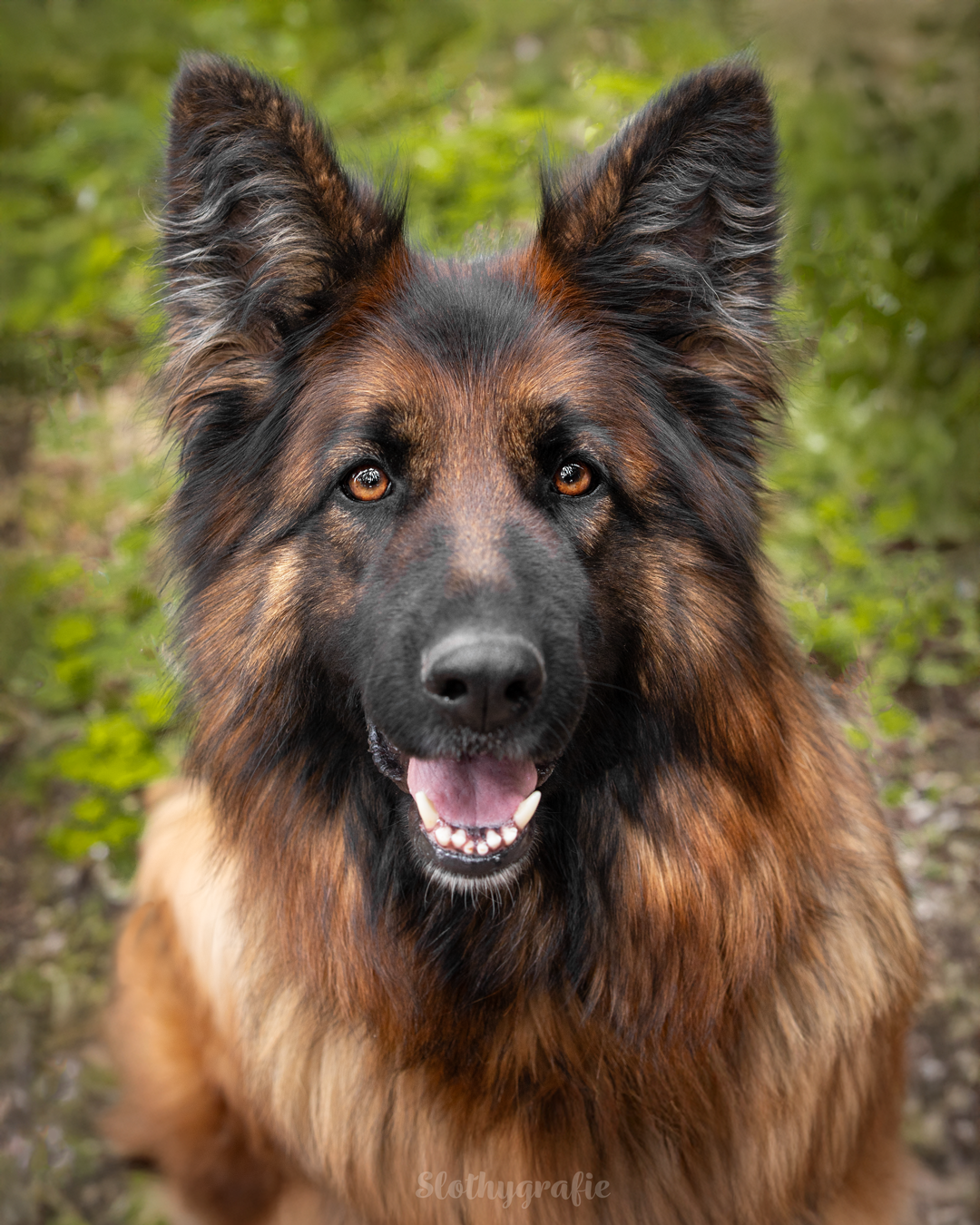 Hunde Fotoshooting in Amerdingen mit Fenya