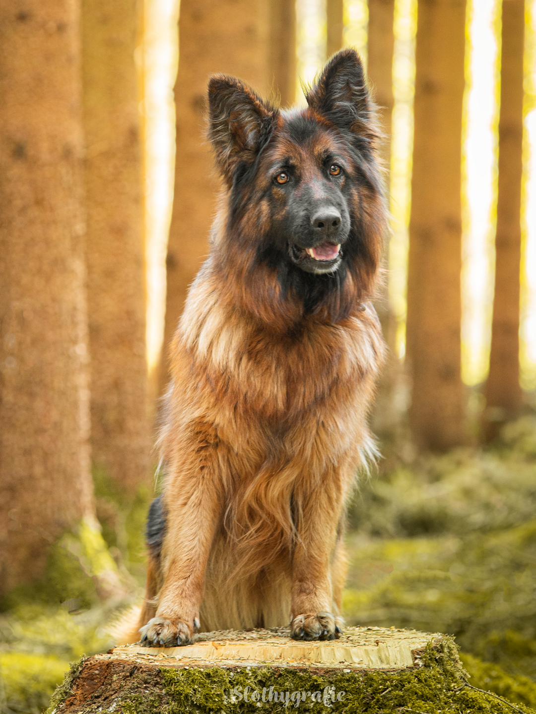 Hunde Fotoshooting in Amerdingen mit Fenya
