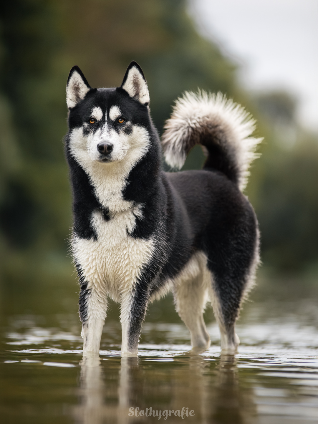 Action Hundefotografie mit Finny beim Fotowalk rund um München in Ismaning