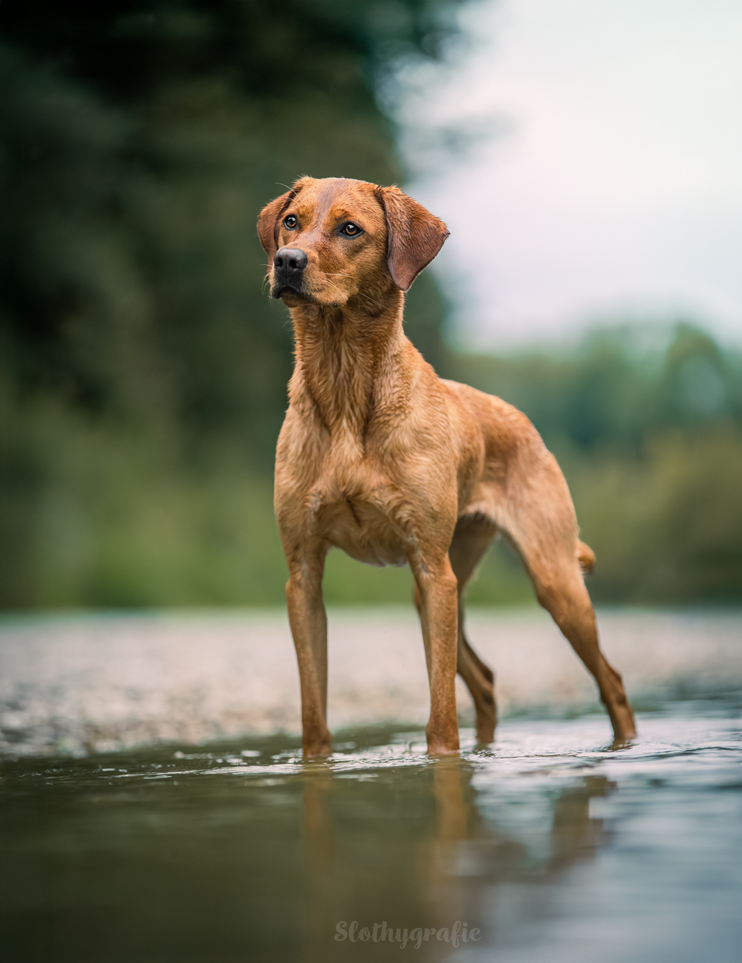 Action Hundefotografie mit Ginny beim Fotowalk rund um München in Ismaning