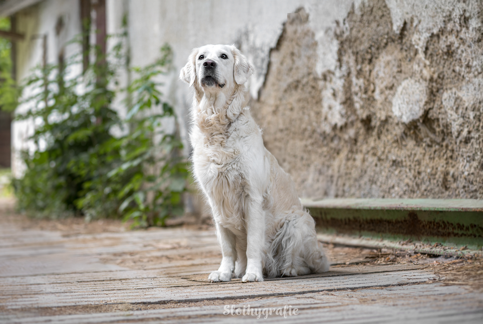 Grace fotografiert in Attenhofen - Hundeshooting