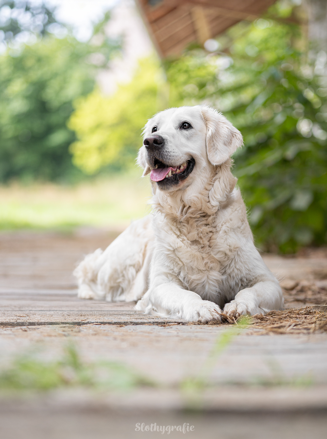 Grace fotografiert in Attenhofen - Hundeshooting