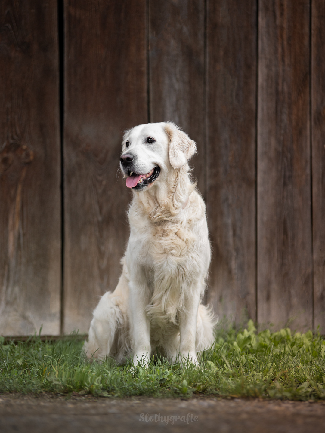 Grace fotografiert in Attenhofen - Hundeshooting