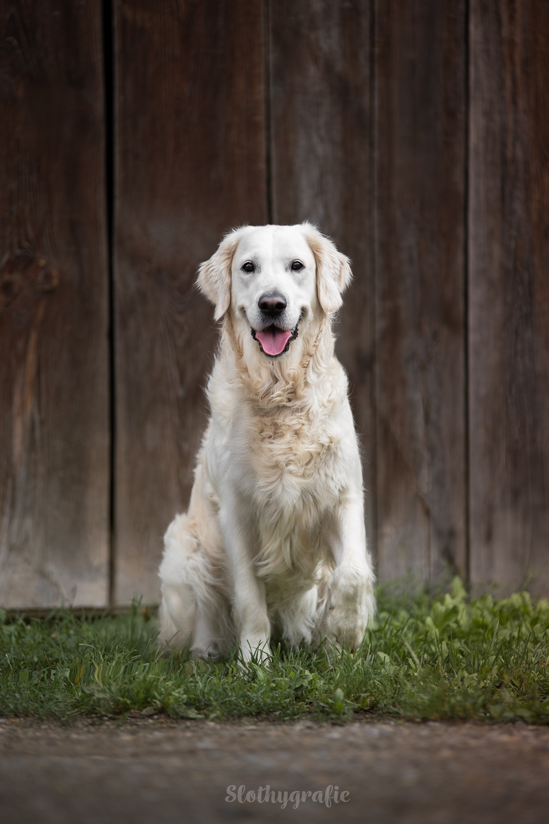 Grace fotografiert in Attenhofen - Hundeshooting