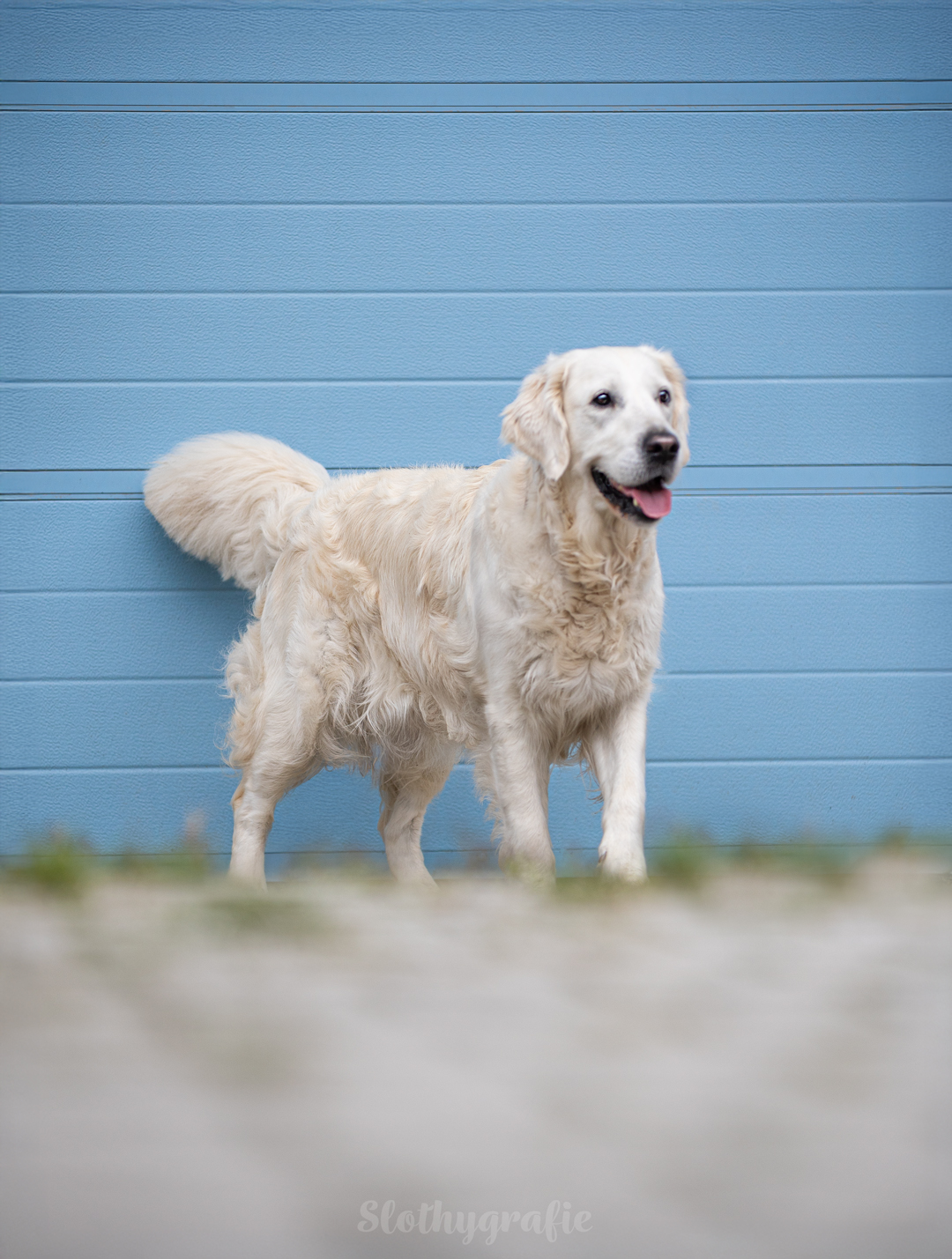 Grace fotografiert in Attenhofen - Hundeshooting