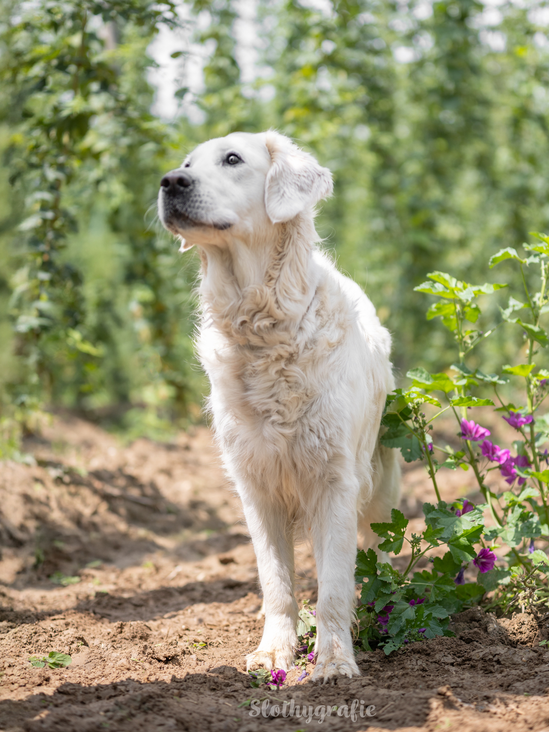 Grace fotografiert in Attenhofen - Hundeshooting