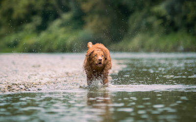 Fotowalk am Wasser in München – Action Hundefotos mit Spaßfaktor