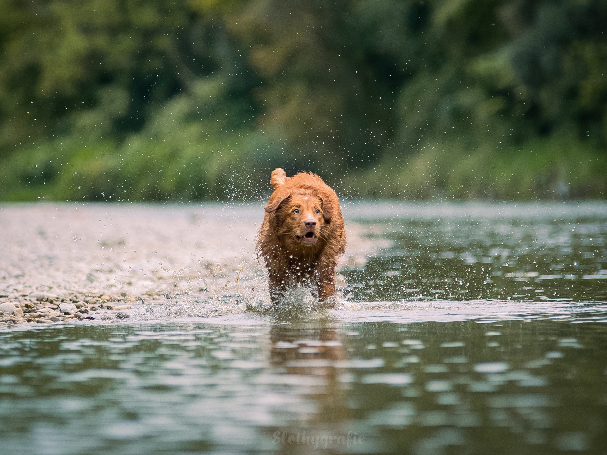 Action Hundefotografie mit Hailey beim Fotowalk rund um München in Ismaning