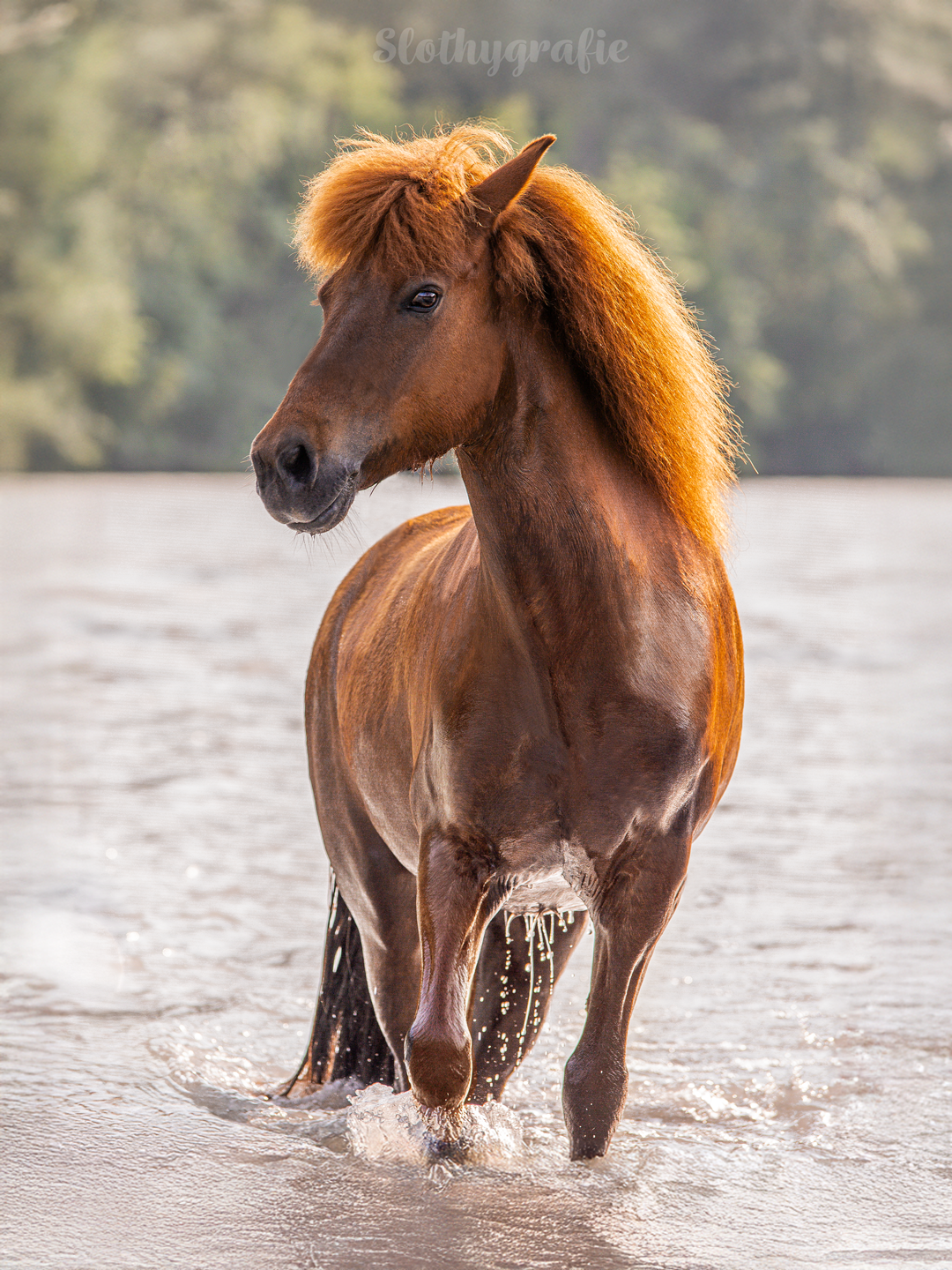 Pferdeshooting in Pinswang mit Halla und Kati