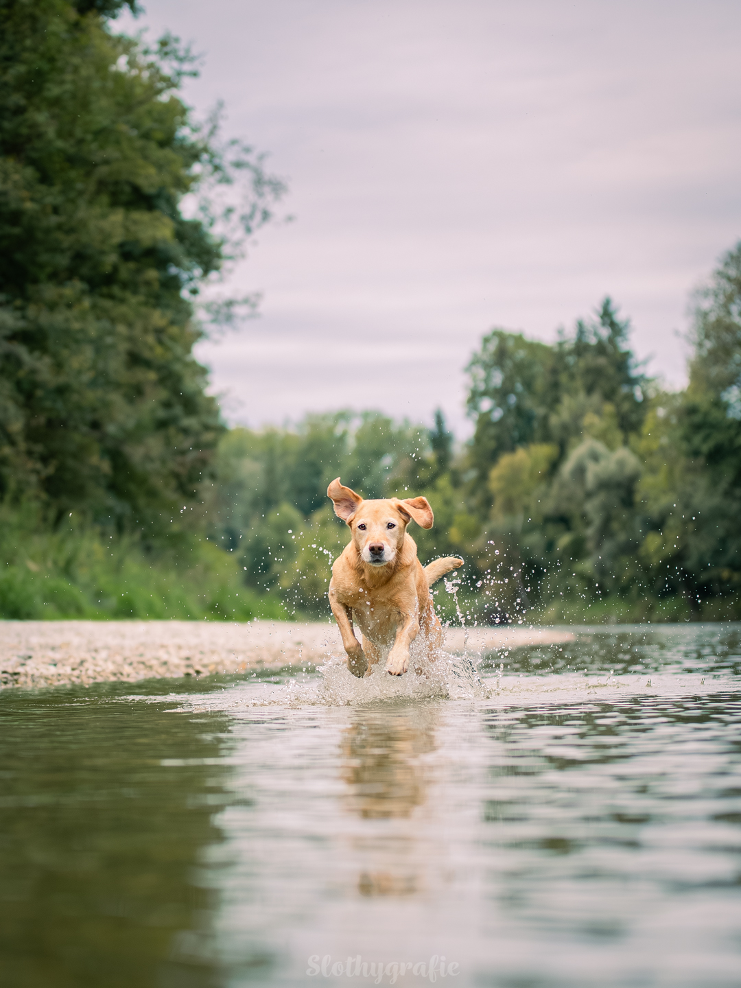 Action Hundefotografie mit Indi beim Fotowalk rund um München in Ismaning