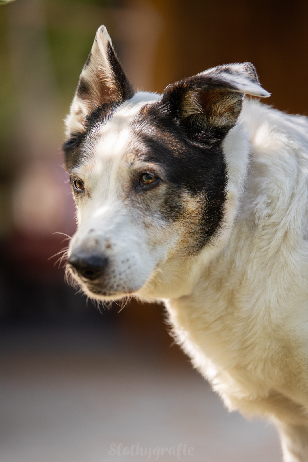 Hundeshooting mit Jacko im Ostalbkreis zwischen Ellwangen und Aalen