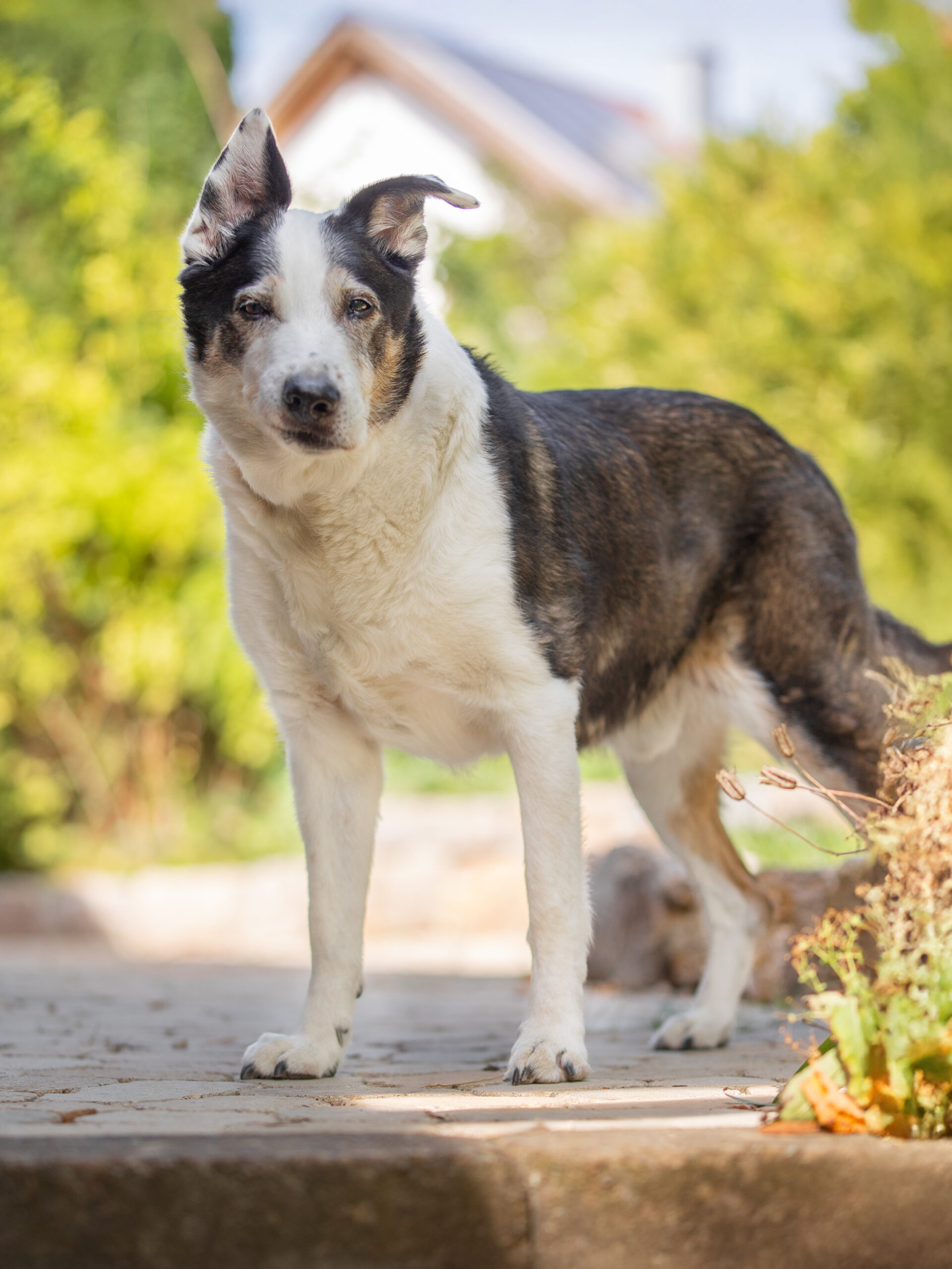 Hundeshooting mit Jacko im Ostalbkreis zwischen Ellwangen und Aalen