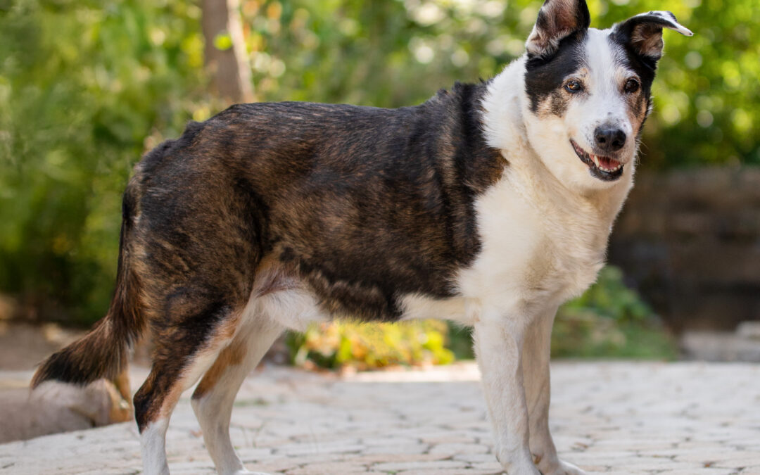Hundefotoshooting in Rainau Schwabsberg – unvergessliche Momente mit zwei älteren Hunden