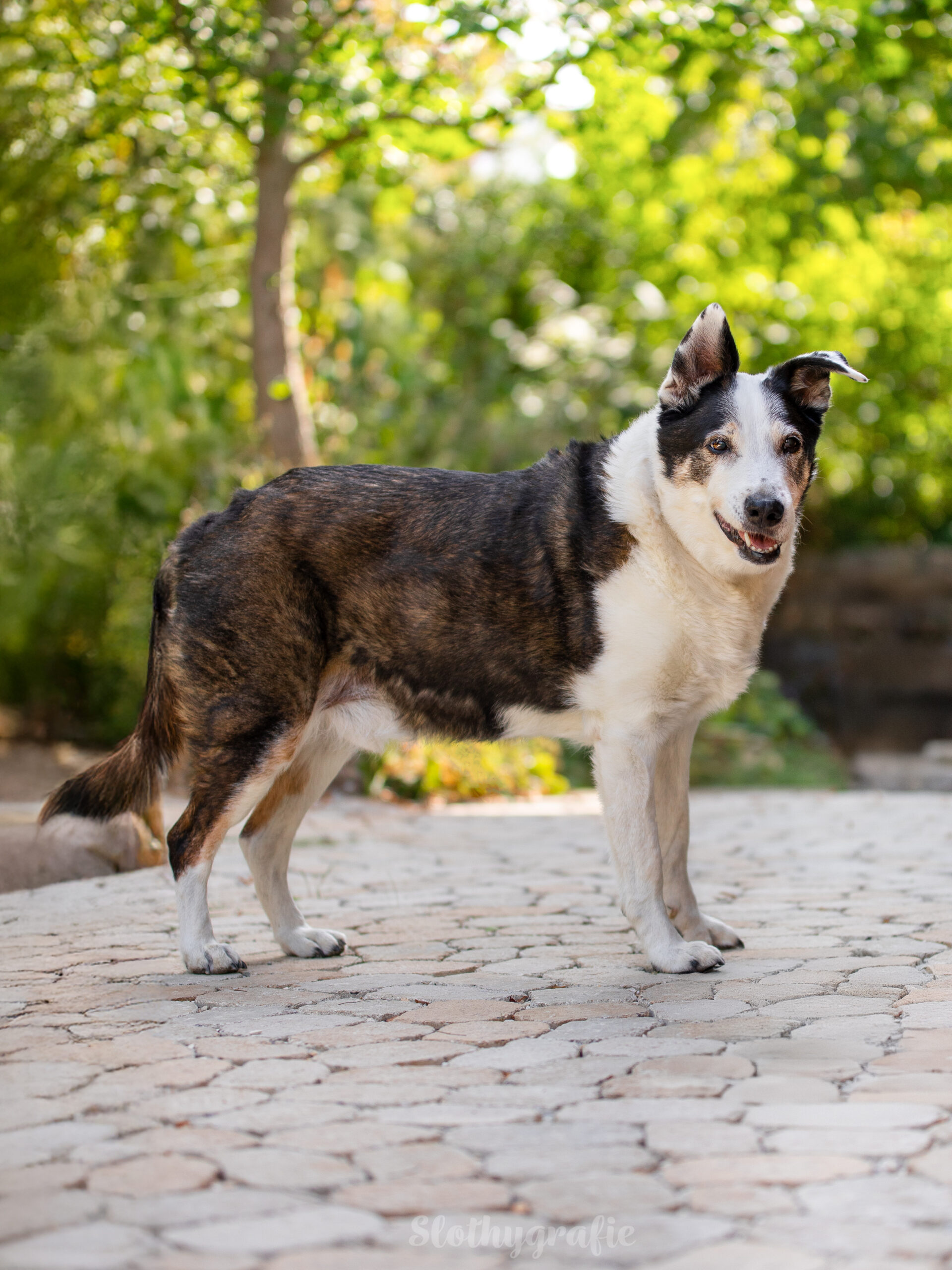 Hundeshooting mit Jacko im Ostalbkreis zwischen Ellwangen und Aalen